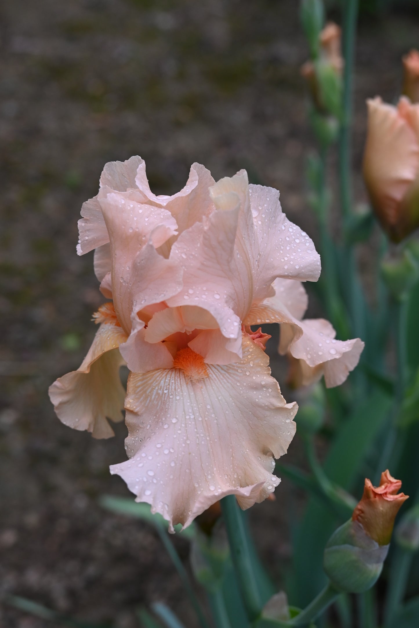 The flower Jaime Lynn - Tall Bearded Iris (TB)