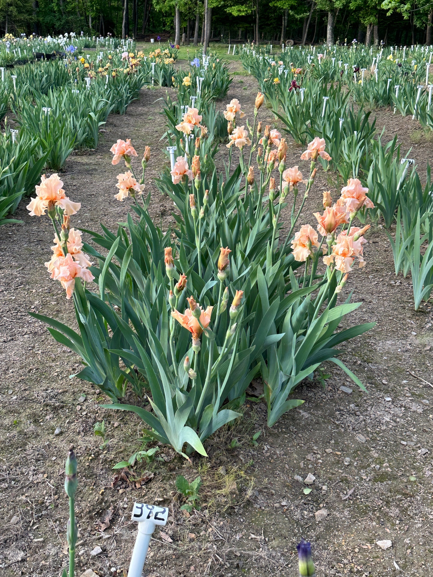 The flower Jaime Lynn - Tall Bearded Iris (TB)