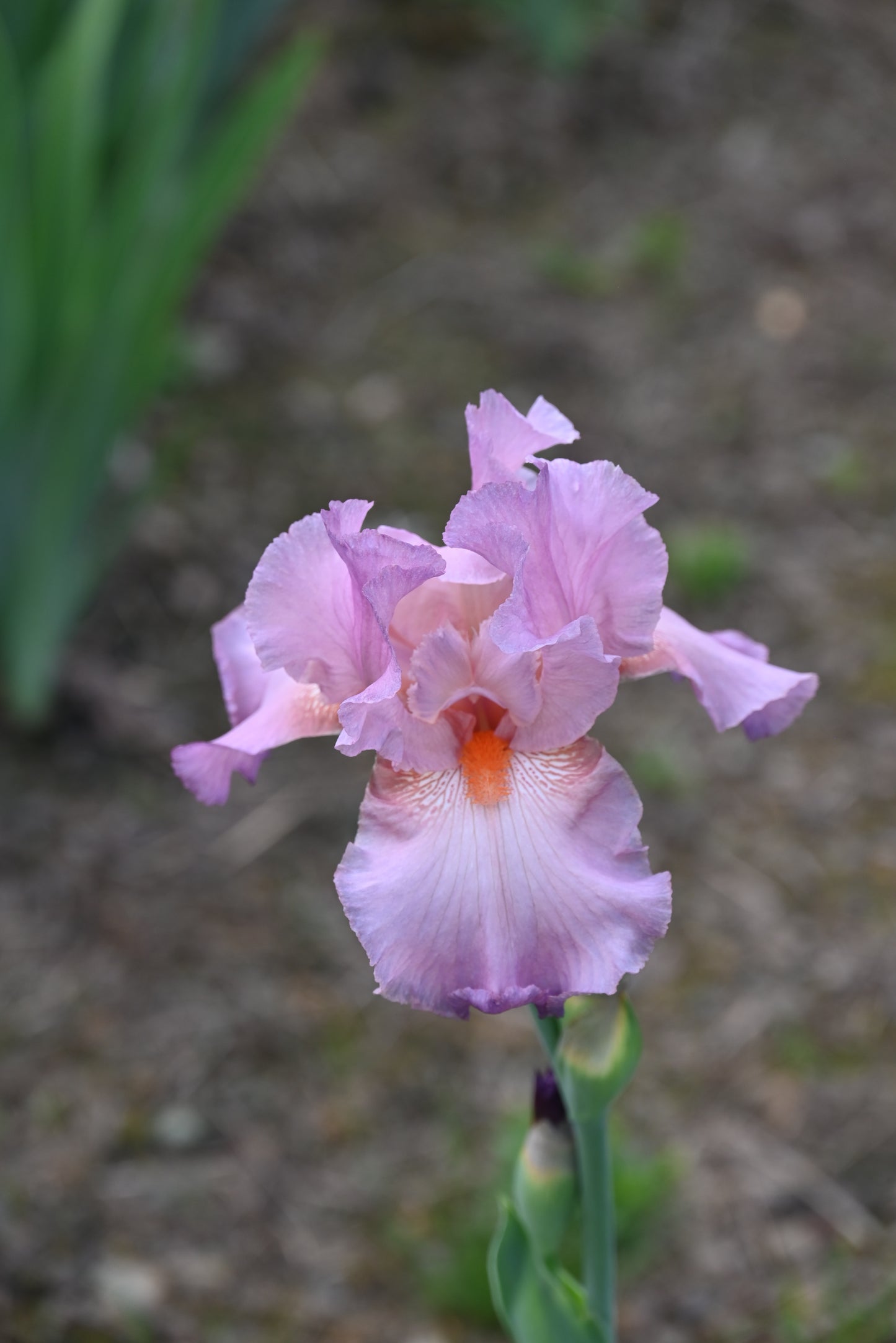 The flower Rose - Tall Bearded Iris (TB)