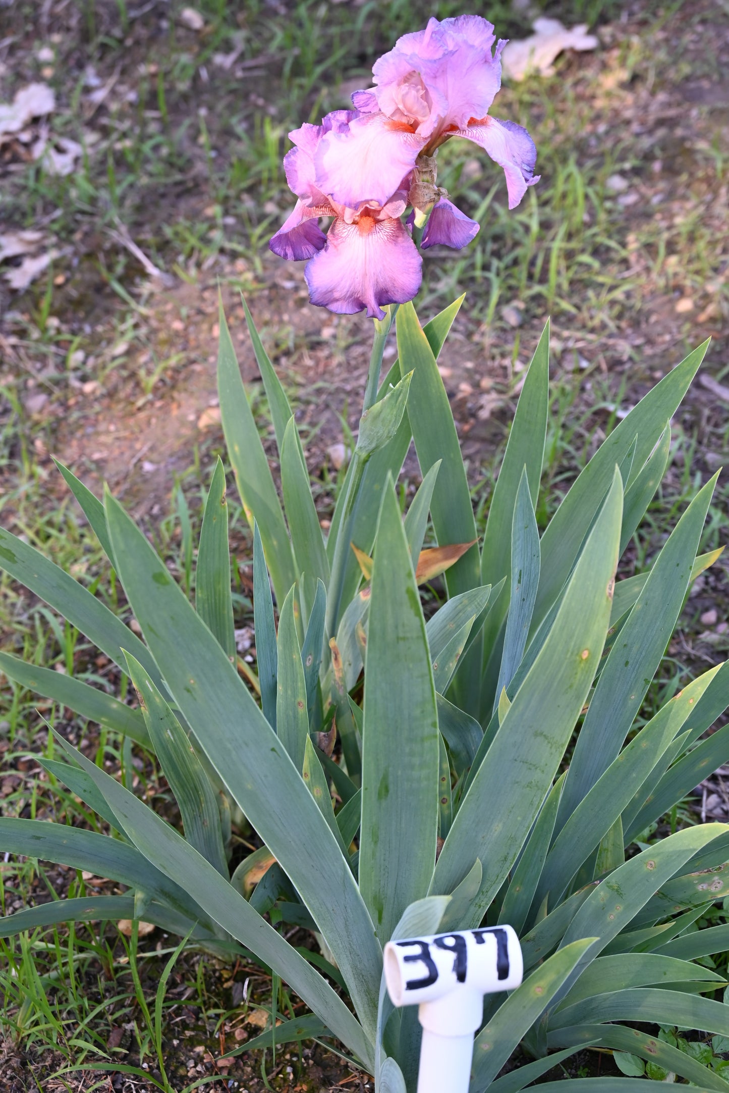 The flower Rose - Tall Bearded Iris (TB)