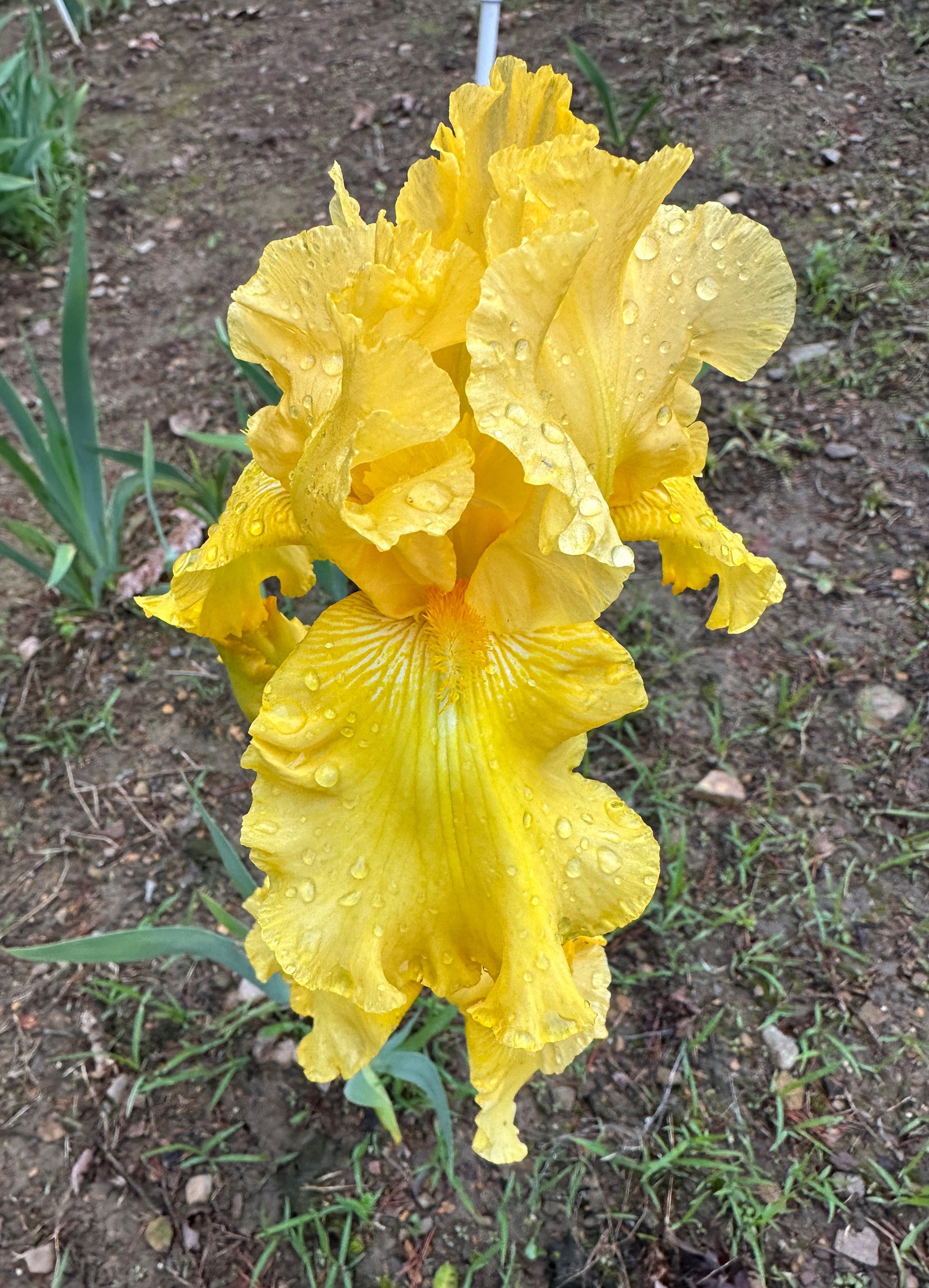 The flower Well Endowed - Tall Bearded Iris (TB)