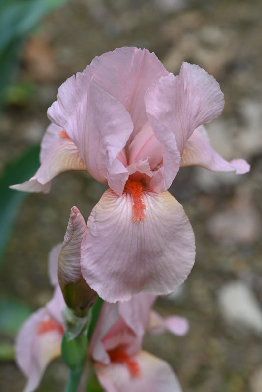 The flower Pink Garland - Tall Bearded Iris (TB)