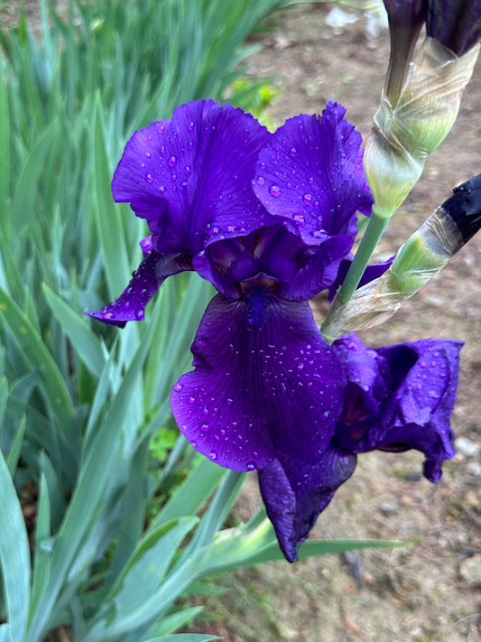 The flower Black Bart - Tall Bearded Iris (TB)