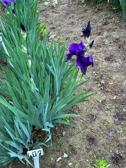 The flower Black Bart - Tall Bearded Iris (TB)