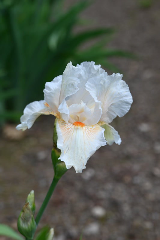 The flower Coral Beads - Tall Bearded Iris (TB)