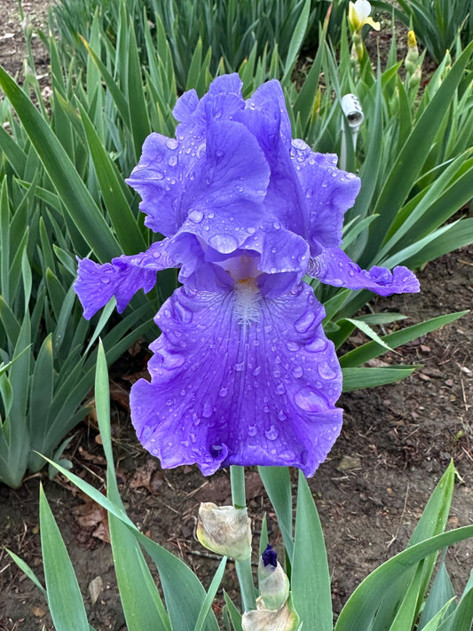 The flower Sterling Silver - Tall Bearded Iris (TB)