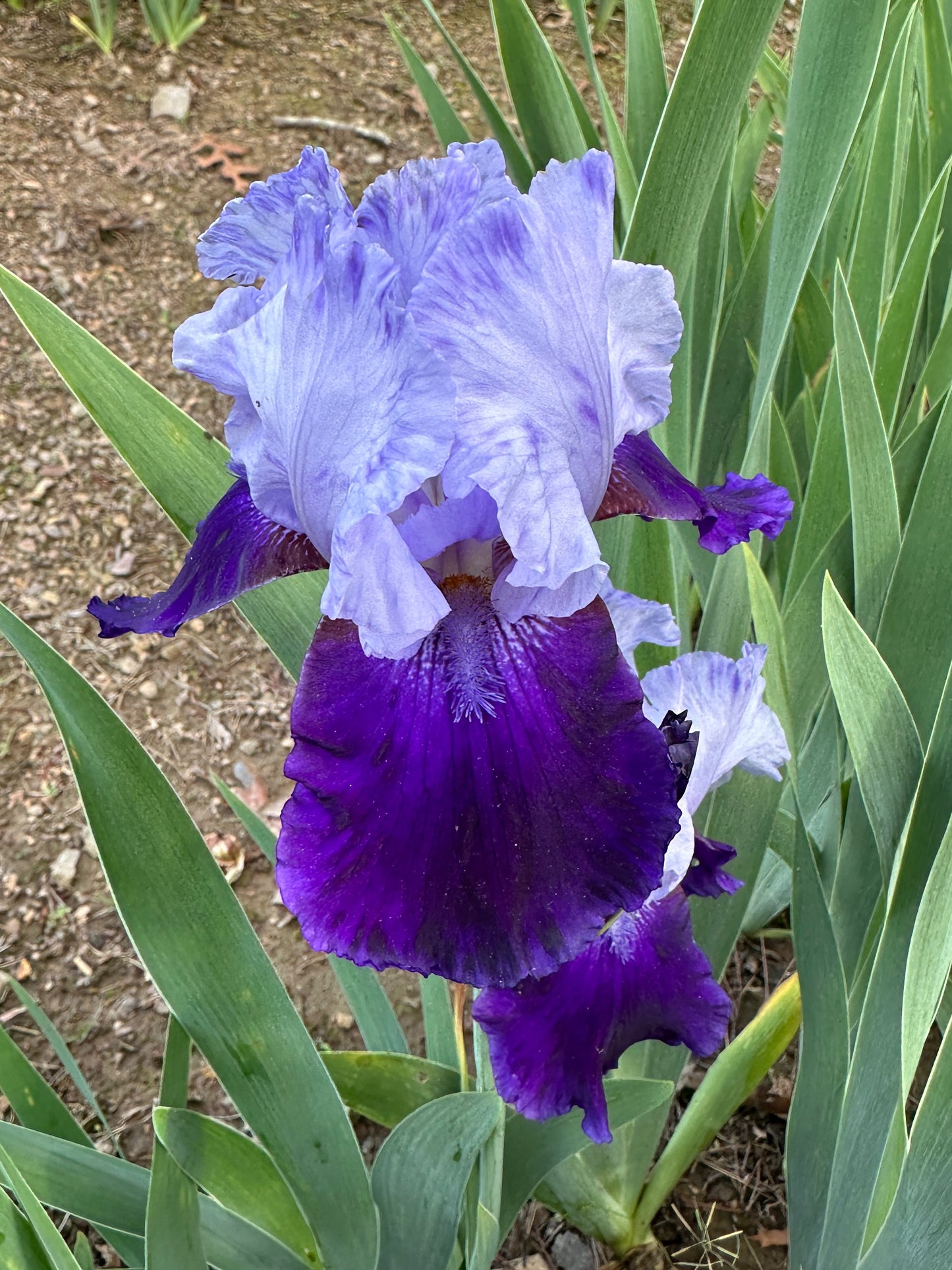 The flower River Hawk - Tall Bearded Iris (TB)