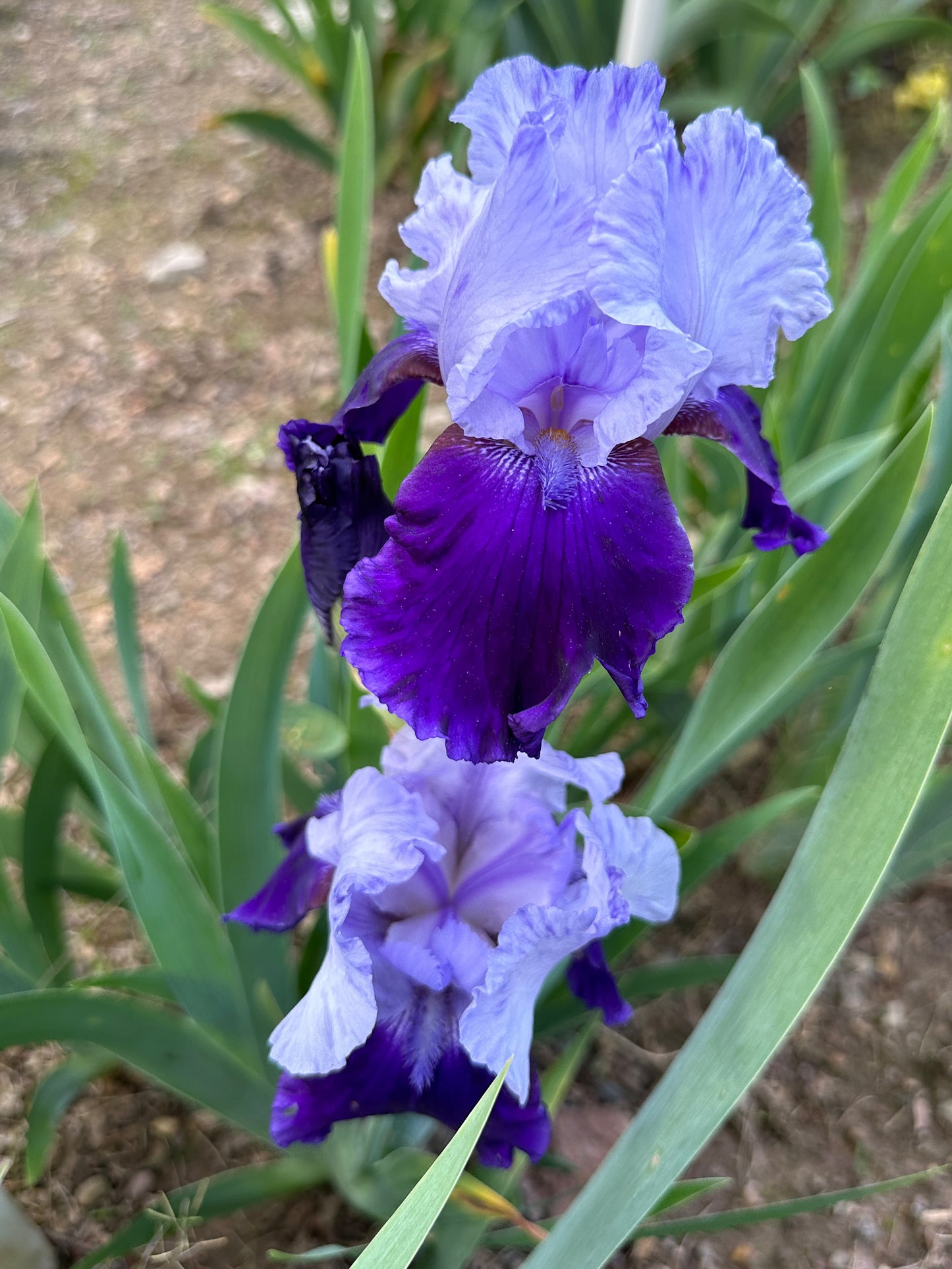 The flower River Hawk - Tall Bearded Iris (TB)