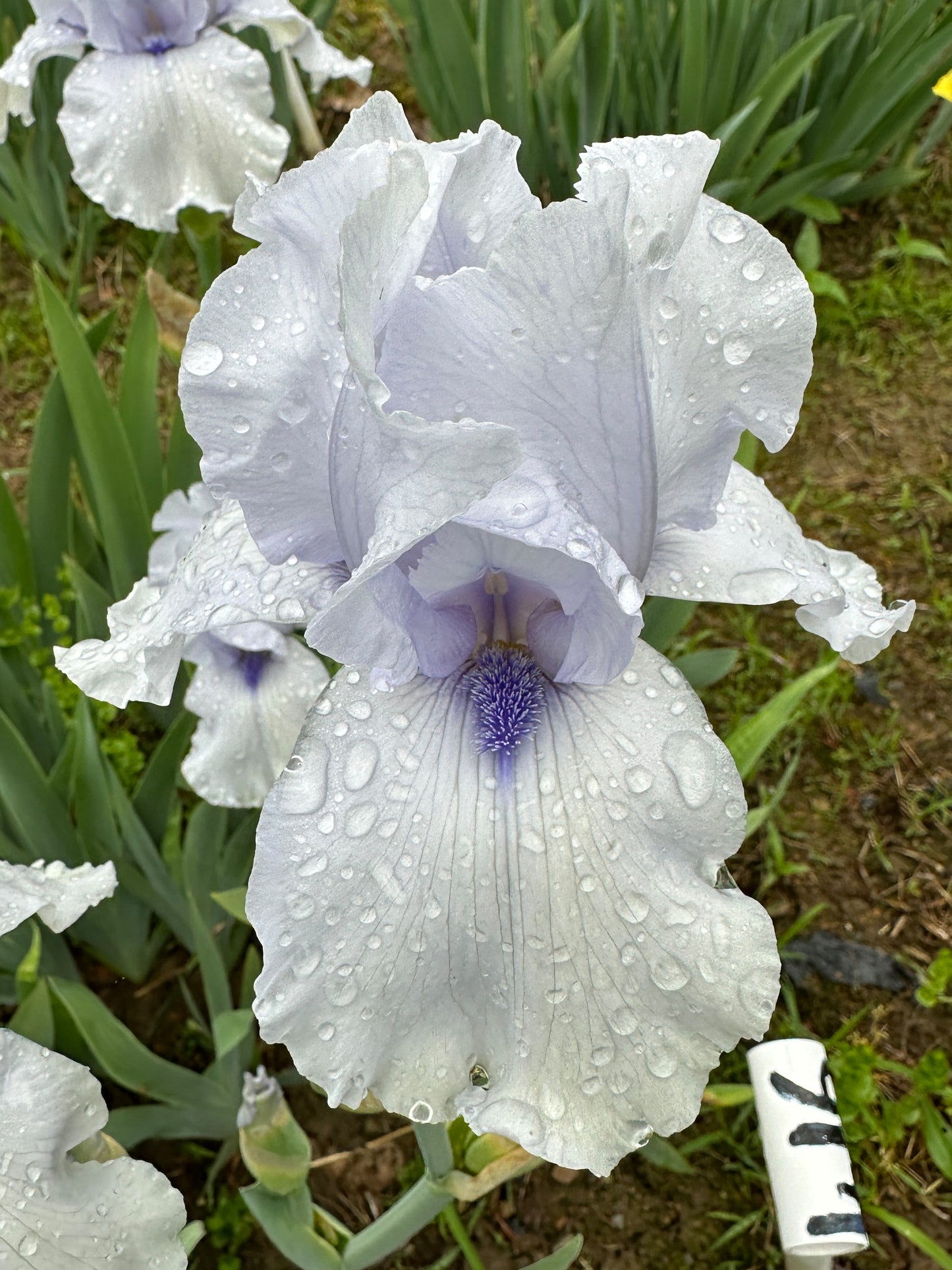 The flower Song of Norway - Tall Bearded Iris (TB)