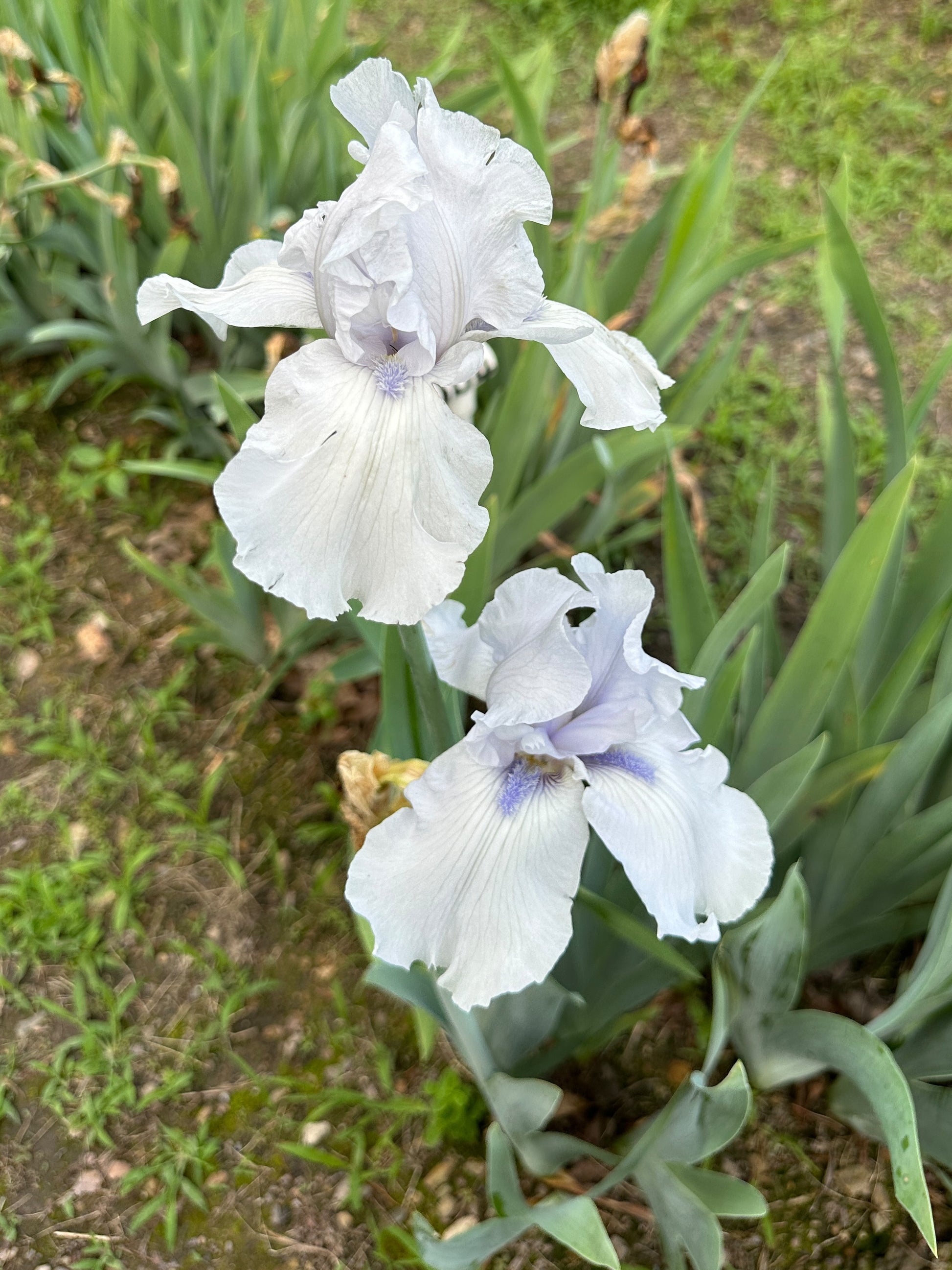 The flower Song of Norway - Tall Bearded Iris (TB)