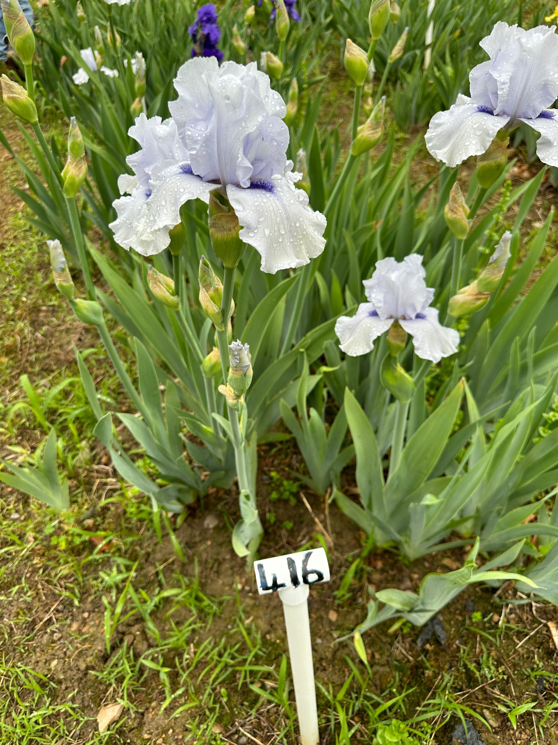 The flower Song of Norway - Tall Bearded Iris (TB)