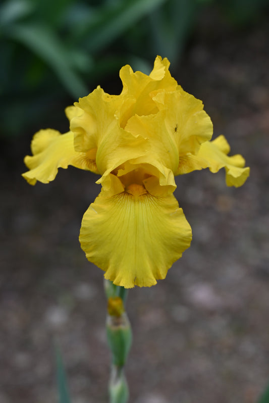 The flower City Of David - Tall Bearded Iris (TB)