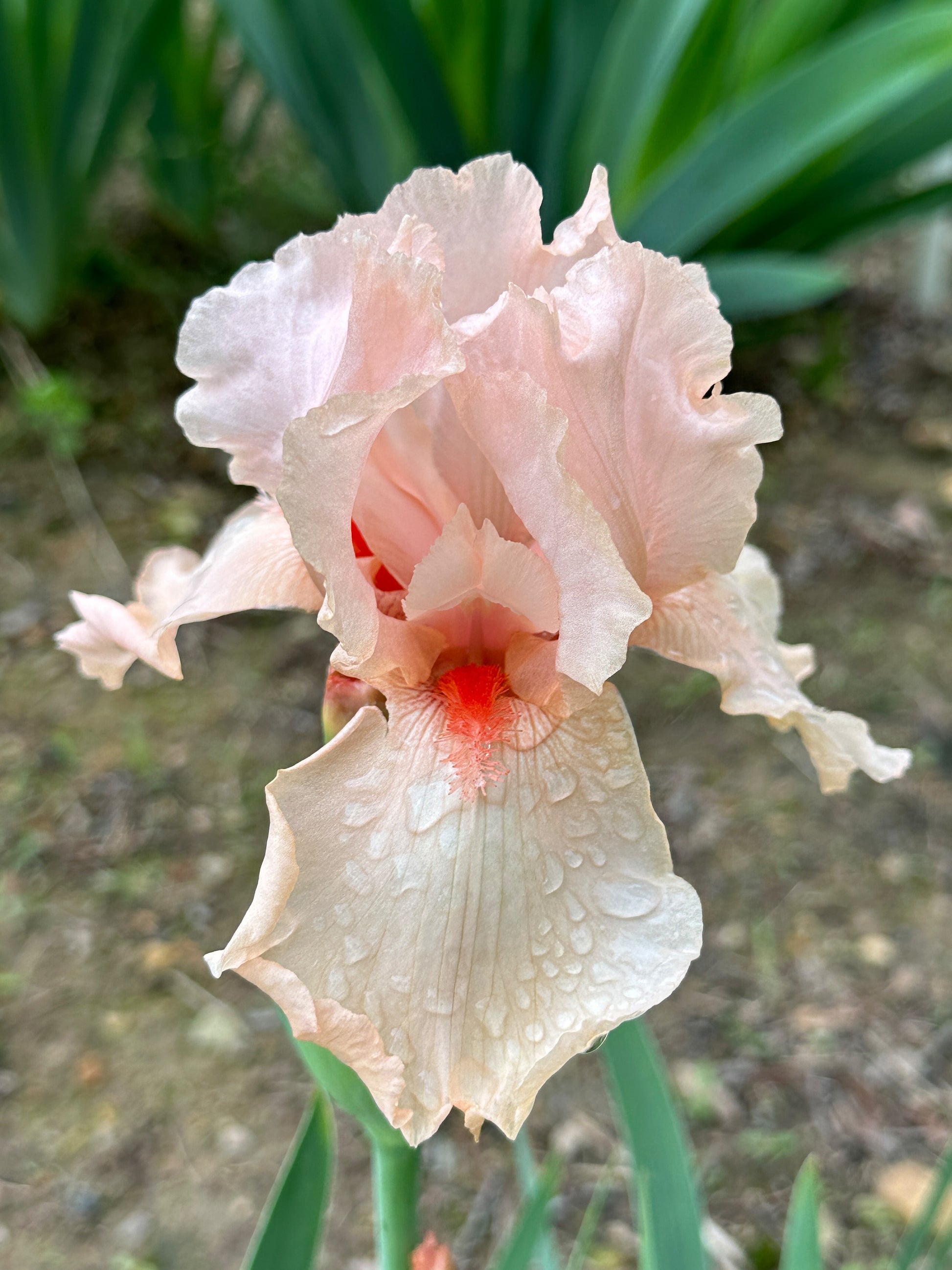 The flower Shocking Pink - Tall Bearded Iris (TB)