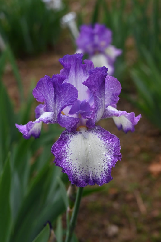 The flower Jesse's Song - Tall Bearded Iris (TB)