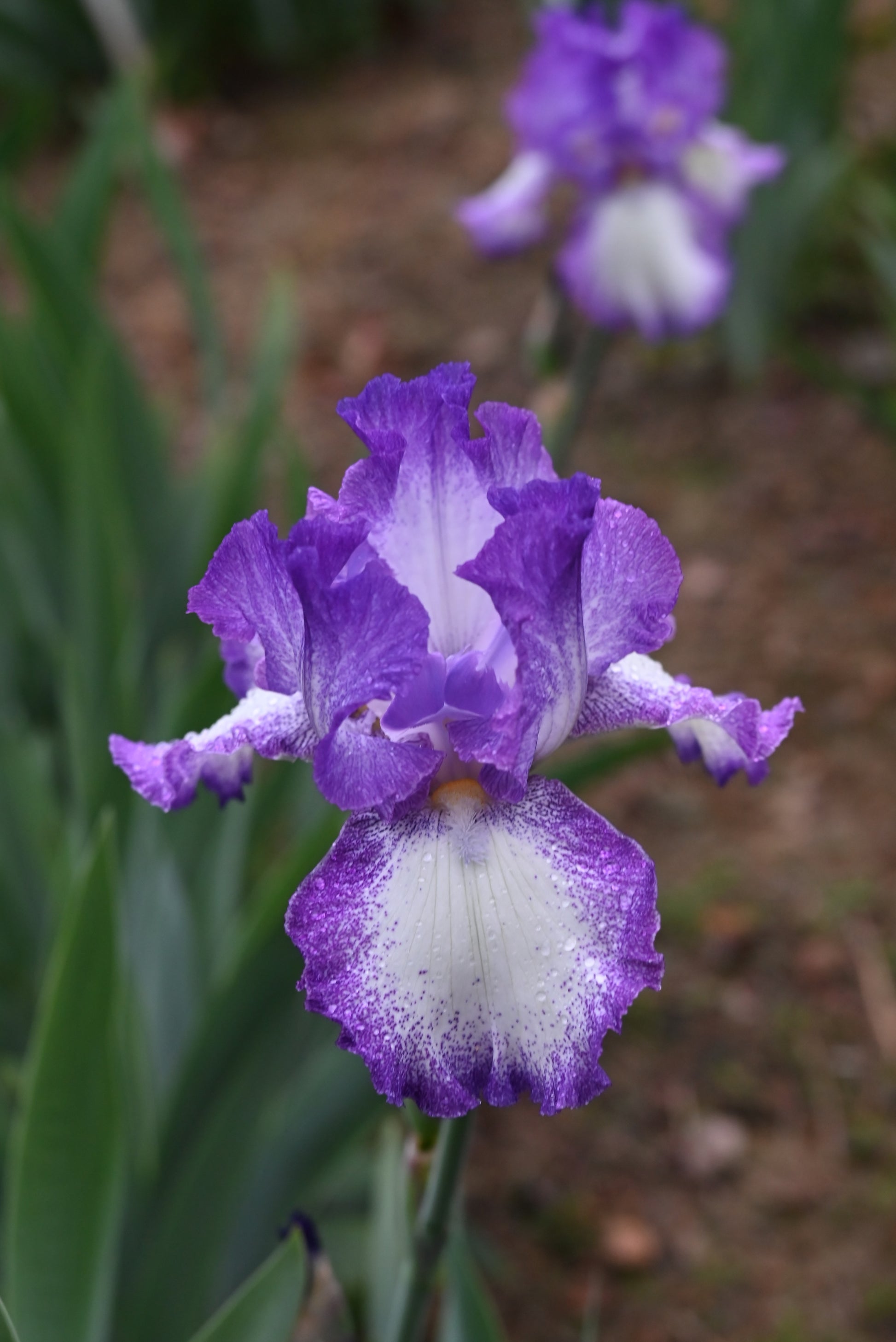 The flower Jesse's Song - Tall Bearded Iris (TB)