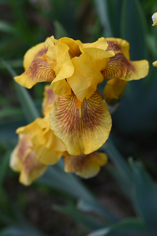 The flower Ruth Of Moab - Tall Bearded Iris (TB)