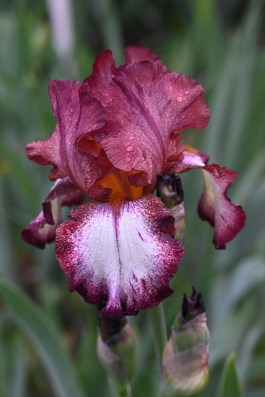 The flower Woodwine - Tall Bearded Iris (TB)