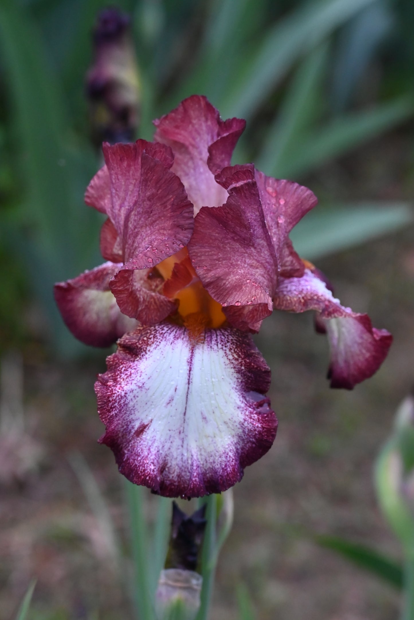 The flower Woodwine - Tall Bearded Iris (TB)