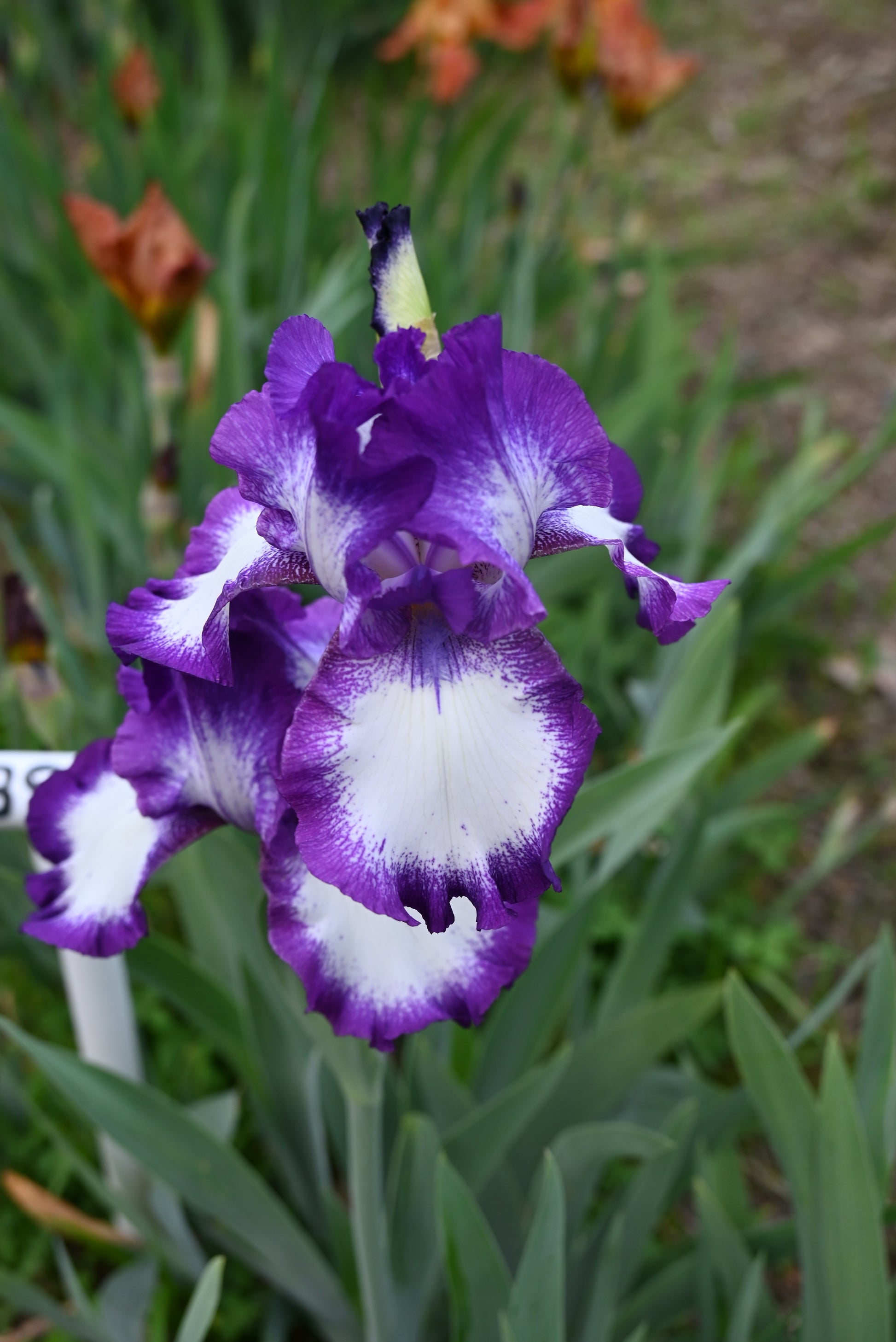 The flower Going My Way - Tall Bearded Iris (TB)