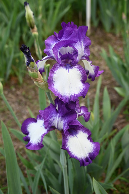 The flower Going My Way - Tall Bearded Iris (TB)