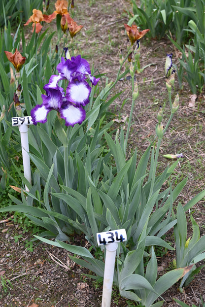 The flower Going My Way - Tall Bearded Iris (TB)