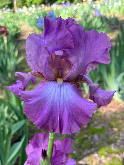 The flower Lorilee - Tall Bearded Iris (TB)