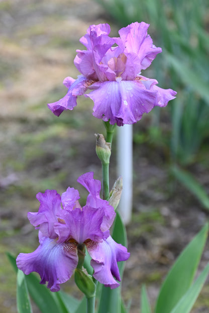 The flower Lorilee - Tall Bearded Iris (TB)