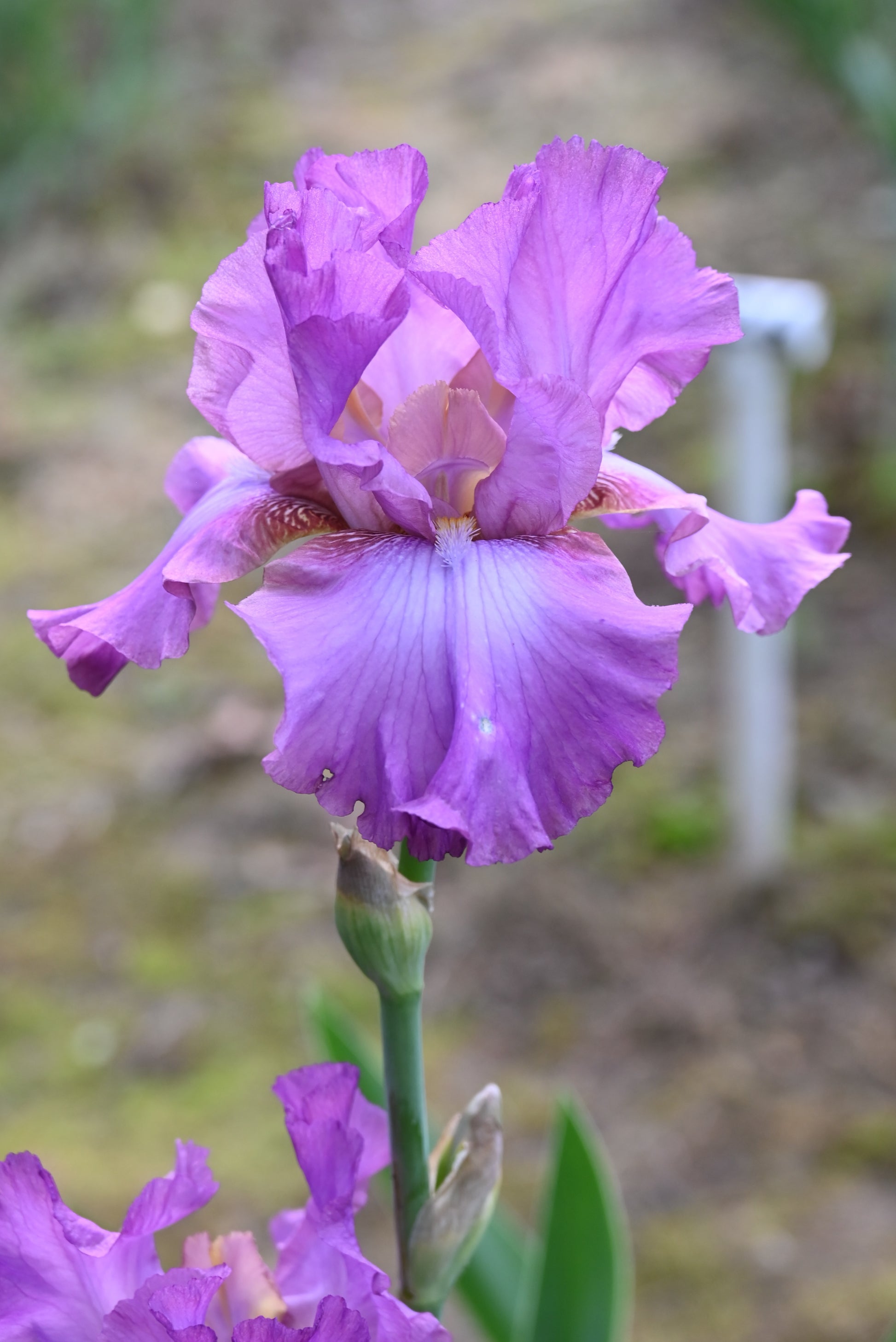 The flower Lorilee - Tall Bearded Iris (TB)