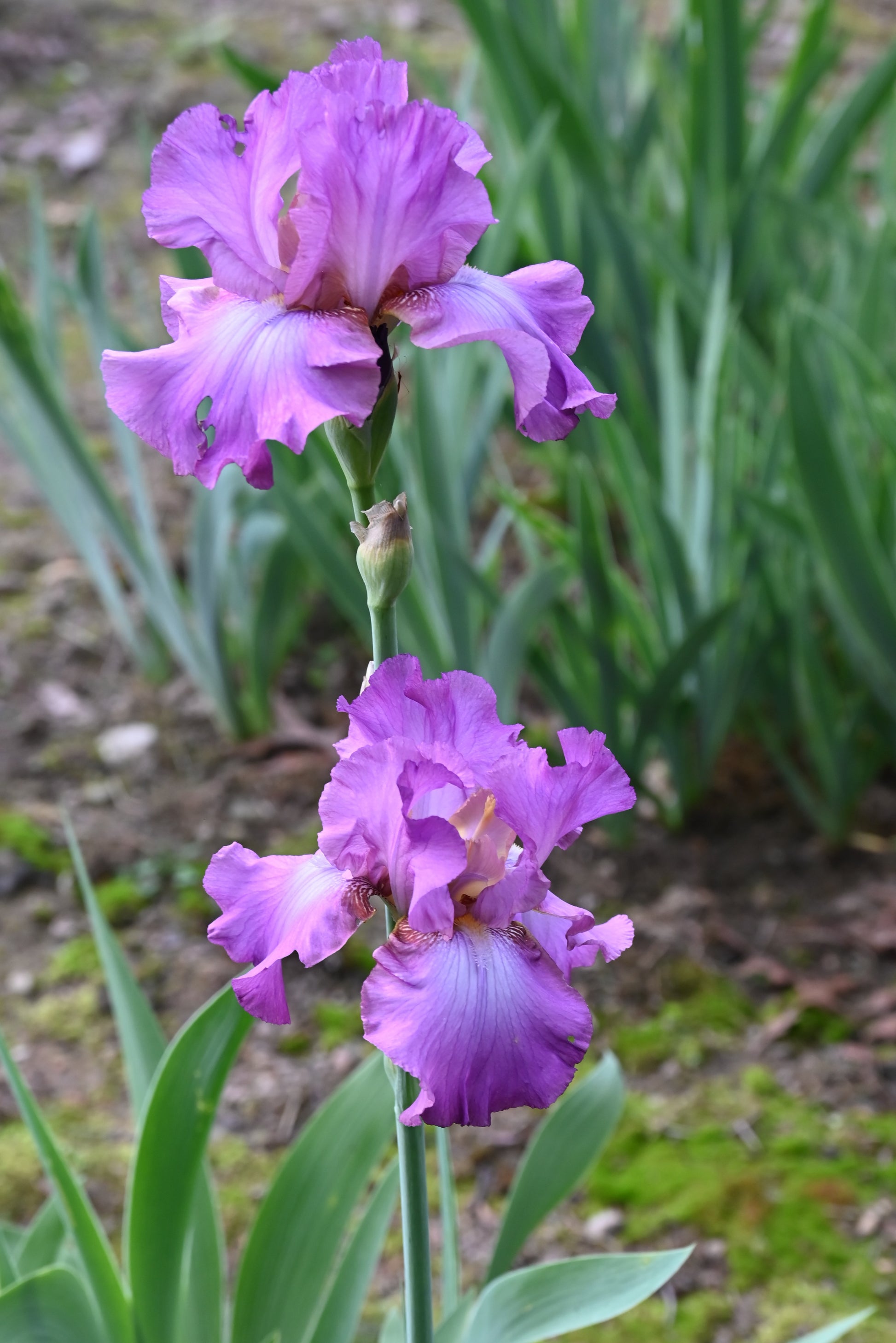 The flower Lorilee - Tall Bearded Iris (TB)