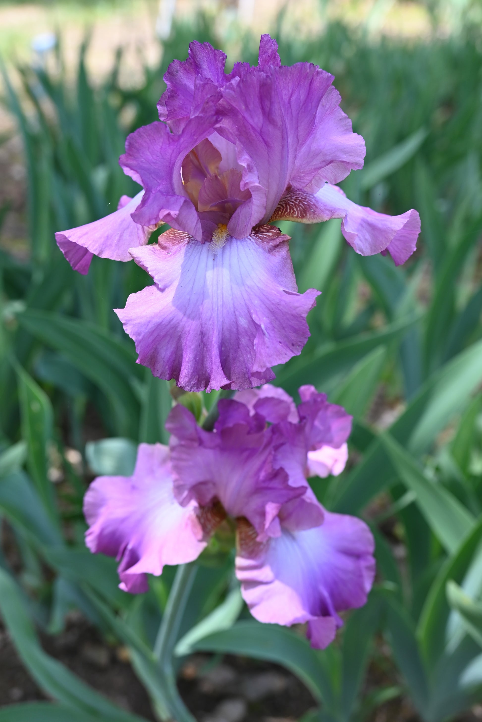 The flower Lorilee - Tall Bearded Iris (TB)