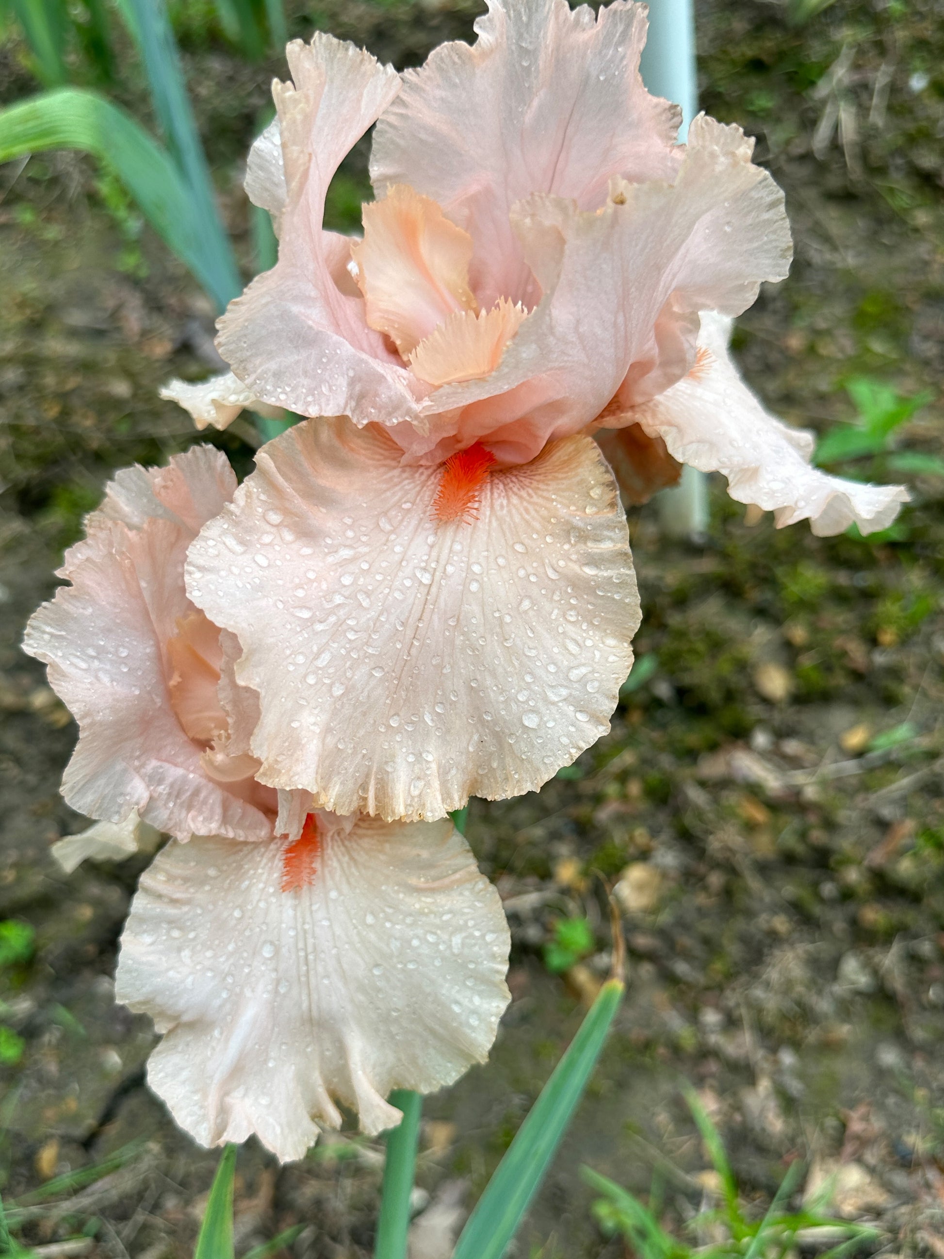 The flower Peggy Sue - Tall Bearded Iris (TB)