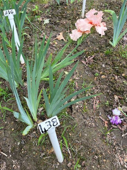 The flower Peggy Sue - Tall Bearded Iris (TB)