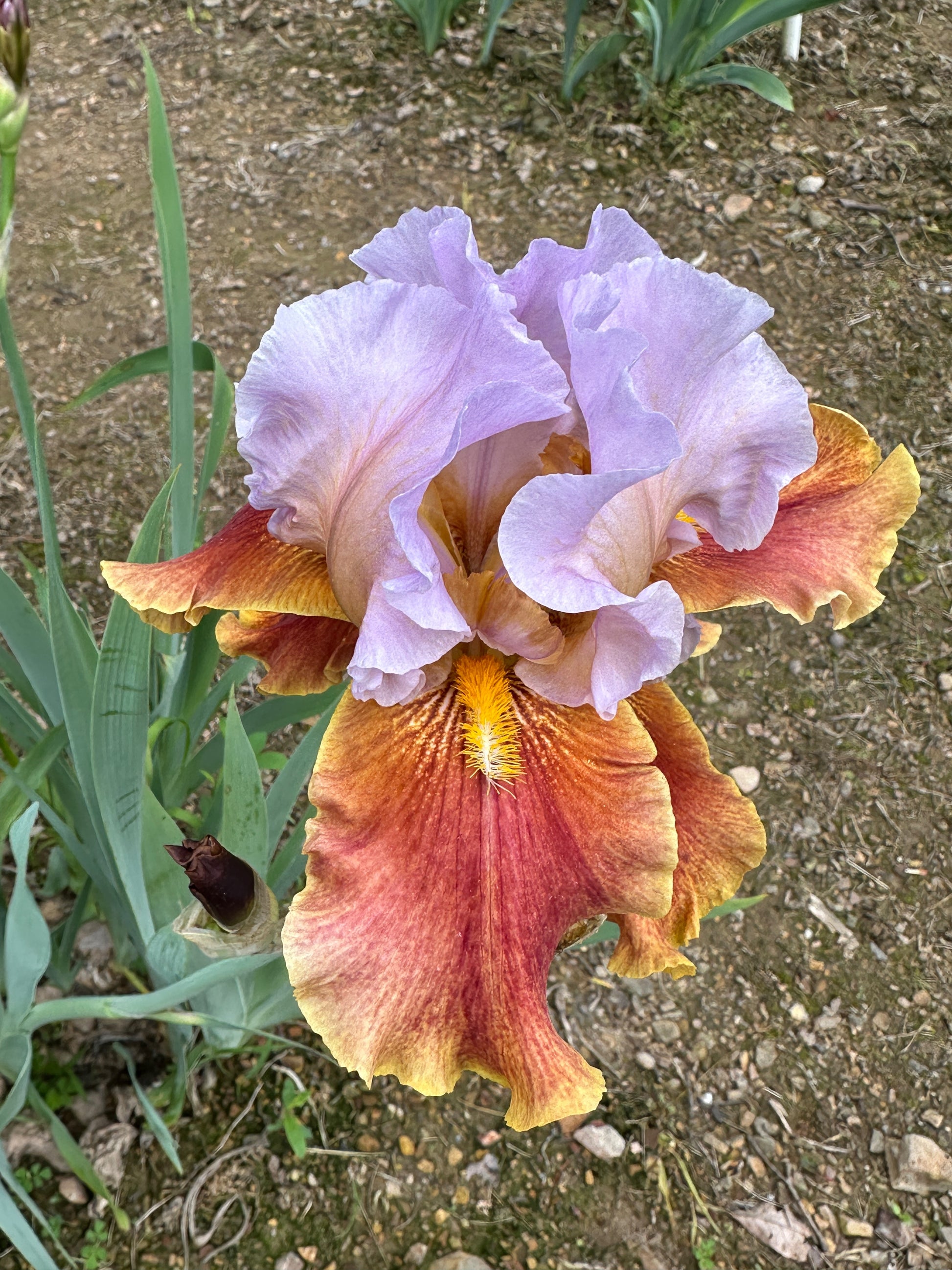 The flower Golly Gee Whiz - Tall Bearded Iris (TB)