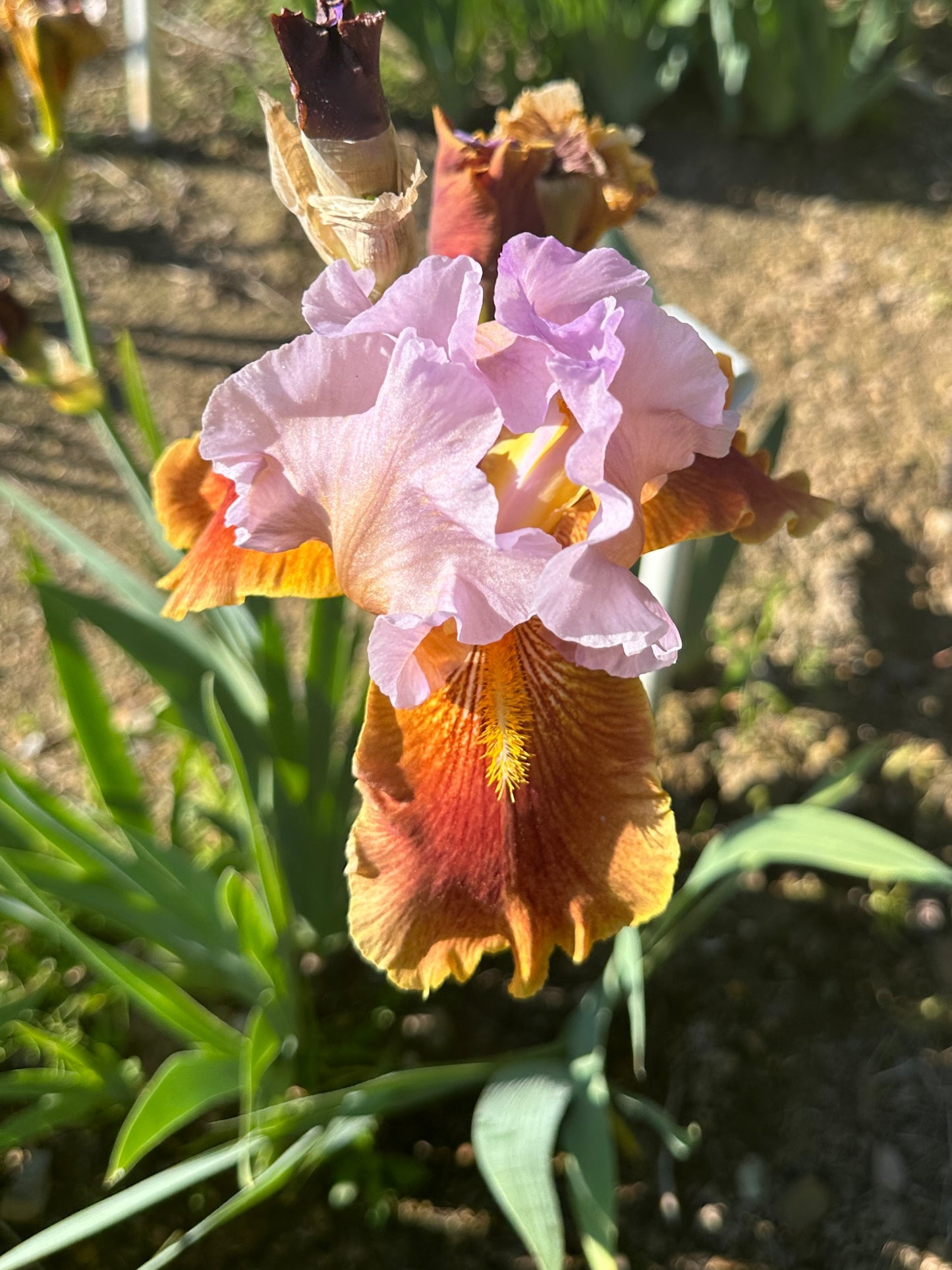 The flower Golly Gee Whiz - Tall Bearded Iris (TB)