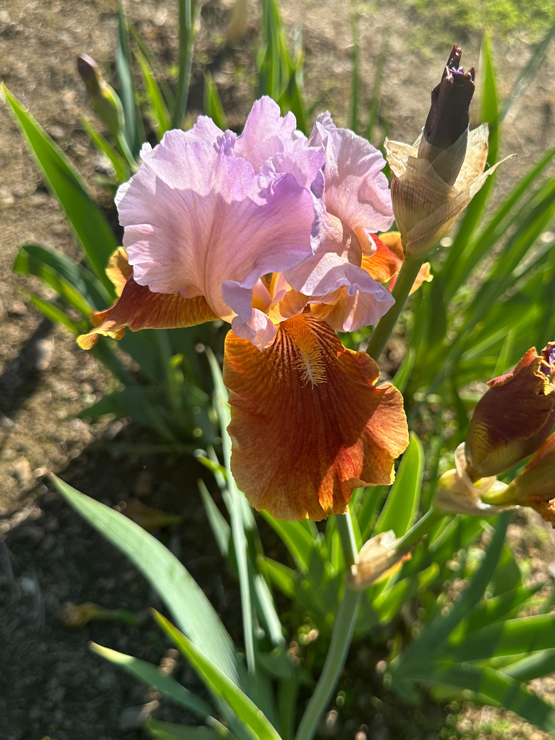 The flower Golly Gee Whiz - Tall Bearded Iris (TB)