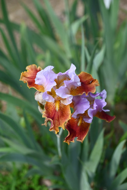 The flower Golly Gee Whiz - Tall Bearded Iris (TB)