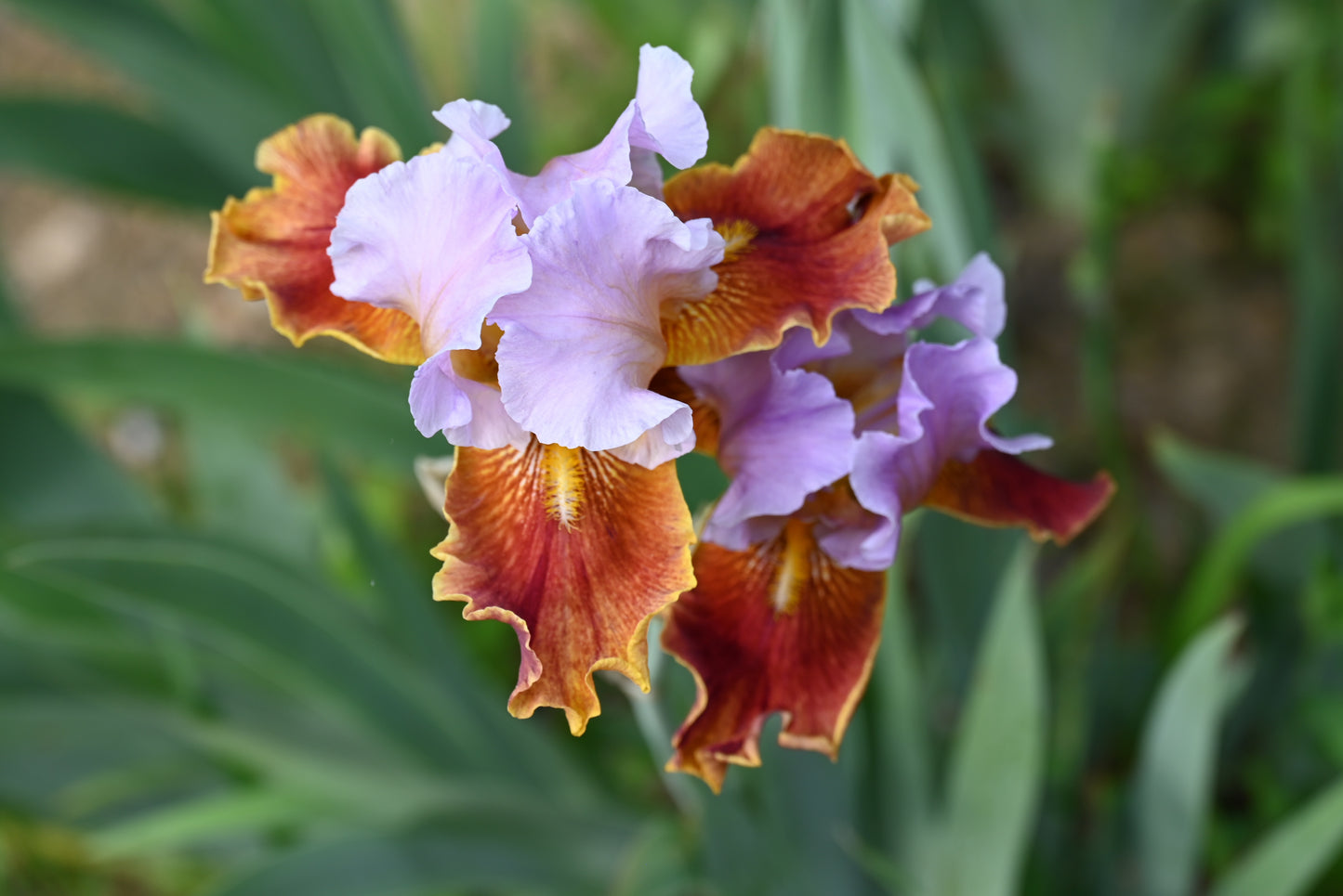 The flower Golly Gee Whiz - Tall Bearded Iris (TB)