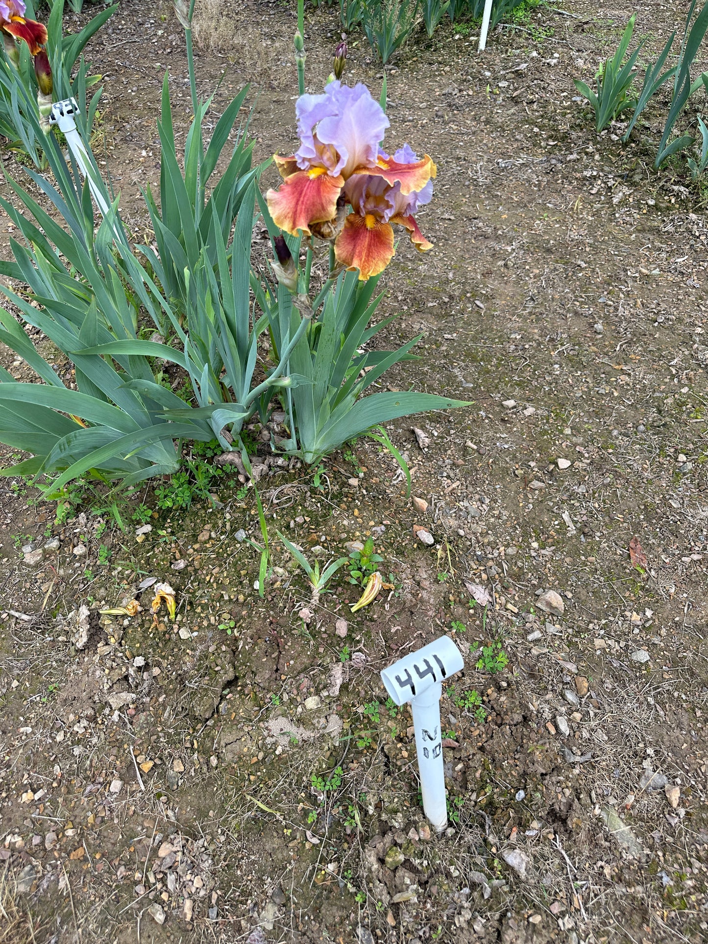 The flower Golly Gee Whiz - Tall Bearded Iris (TB)