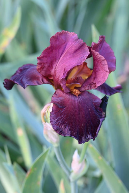 The flower Chief Waukesha - Tall Bearded Iris (TB)