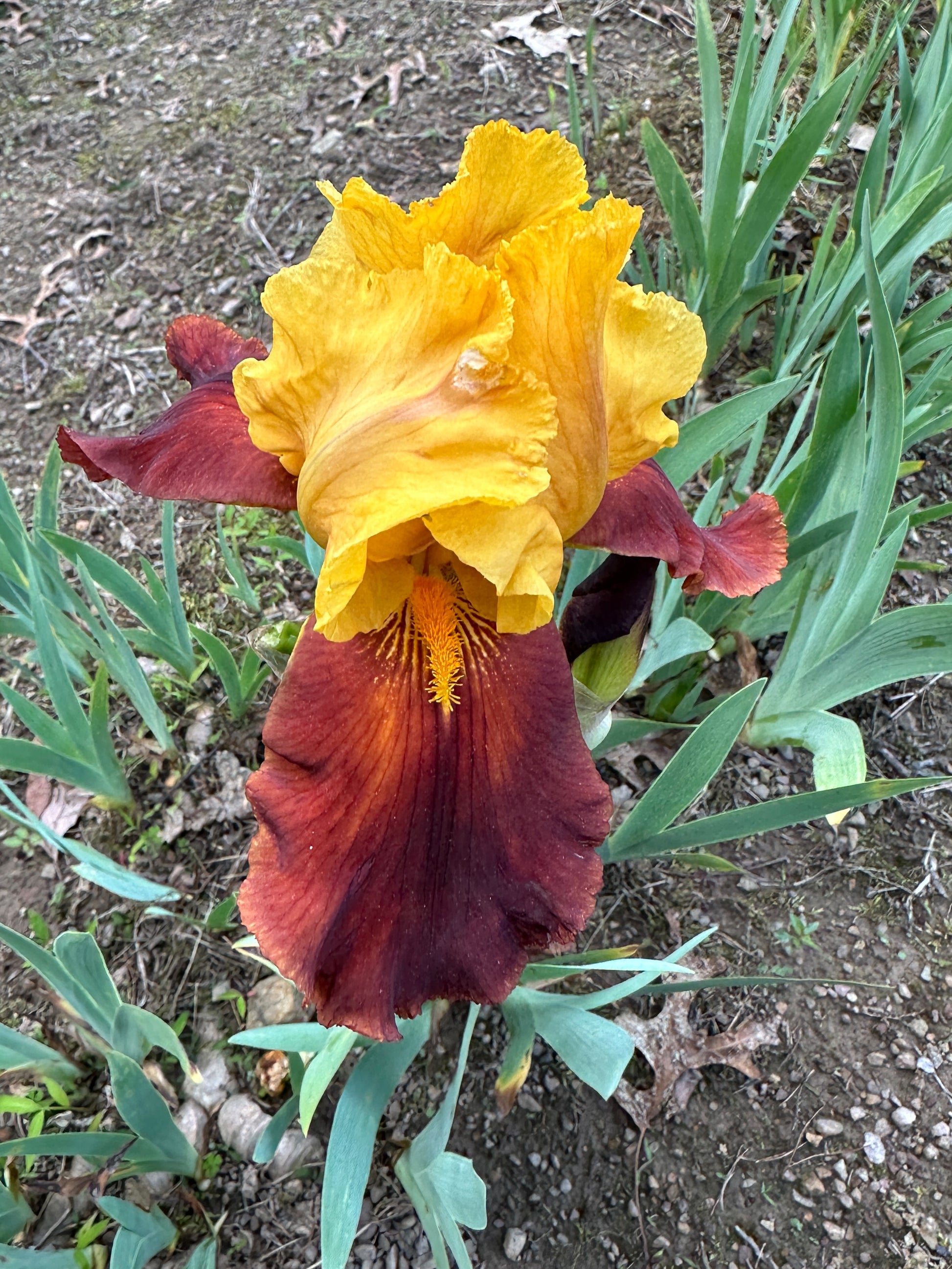 The flower Gypsy Caravan - Tall Bearded Iris (TB)