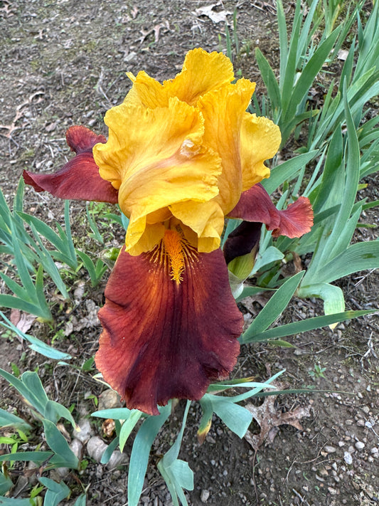 The flower Gypsy Caravan - Tall Bearded Iris (TB)