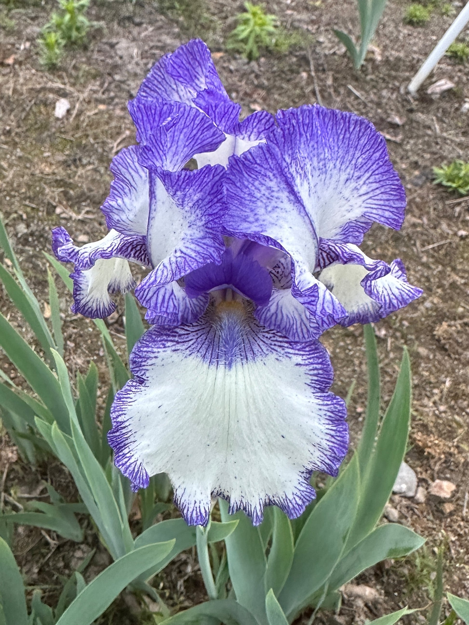 The flower Blue Staccato - Tall Bearded Iris (TB)