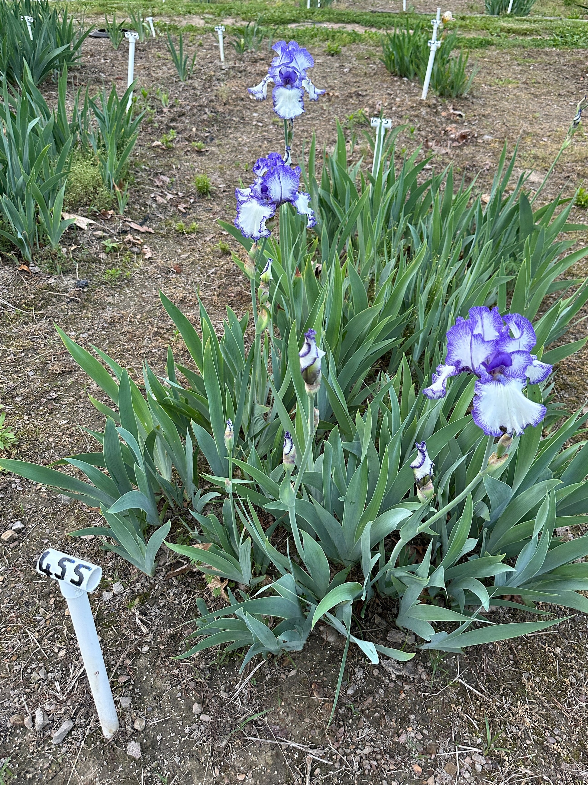 The flower Blue Staccato - Tall Bearded Iris (TB)