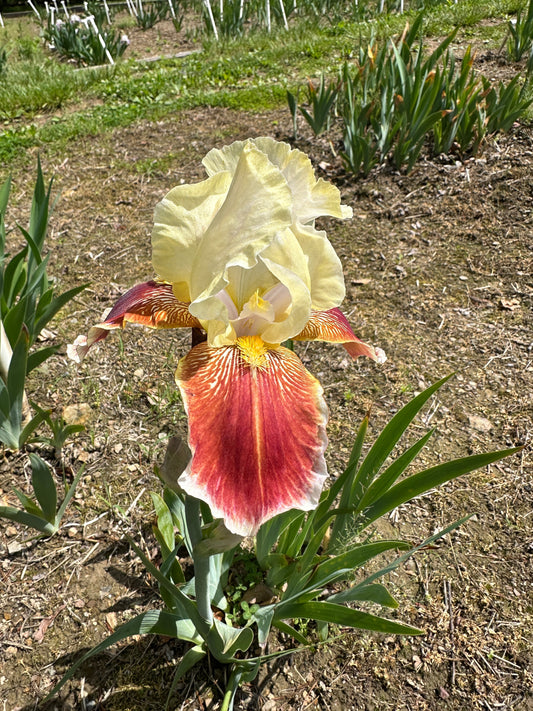 The flower Repartee - Tall Bearded Iris (TB)