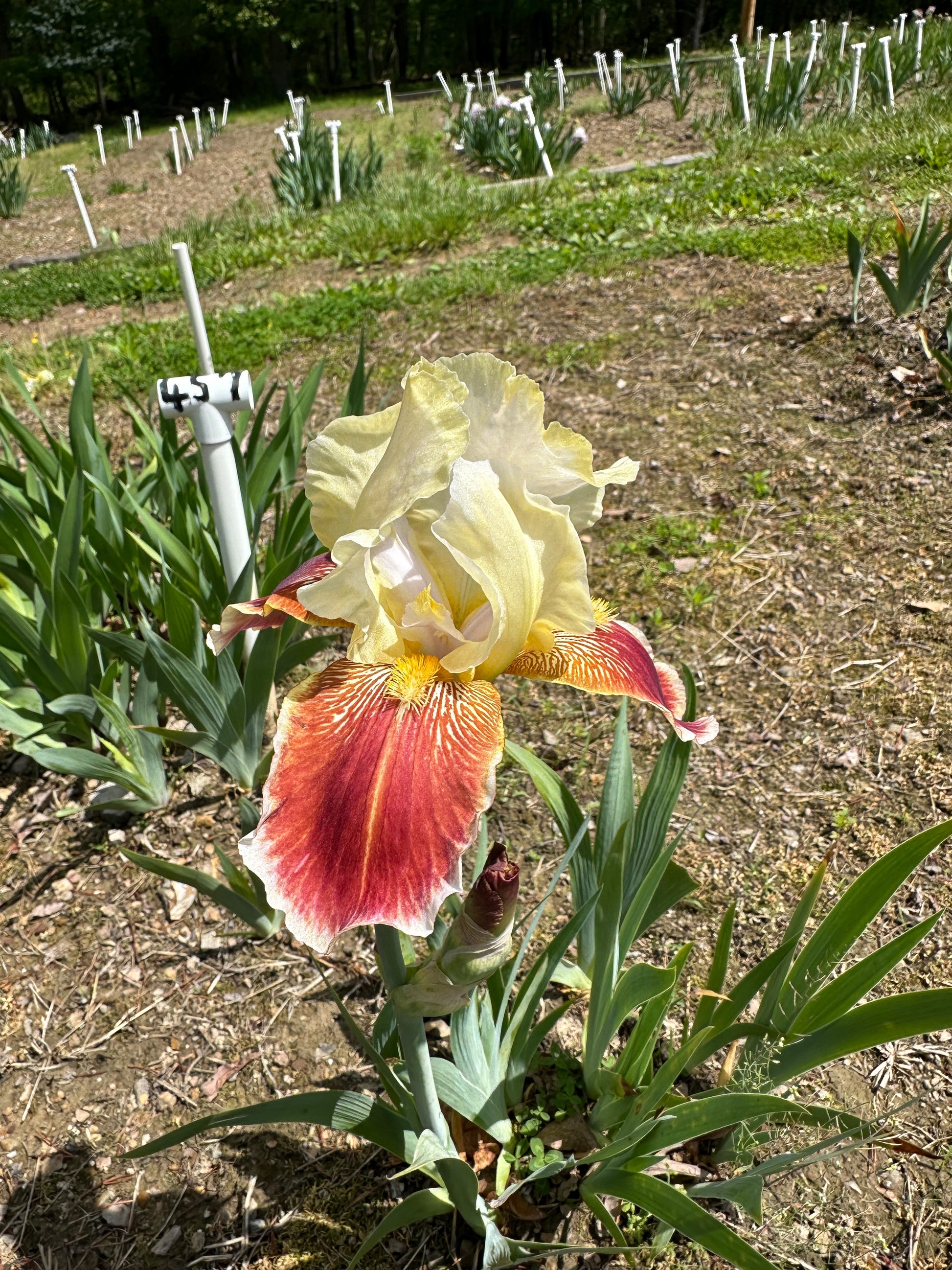 The flower Repartee - Tall Bearded Iris (TB)