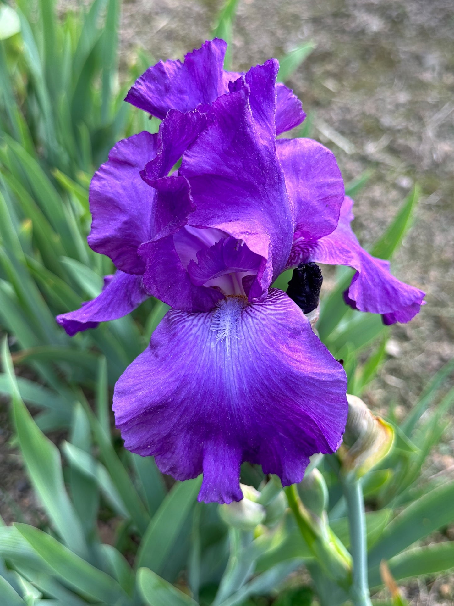 The flower Kingsland Royale - Tall Bearded Iris (TB)