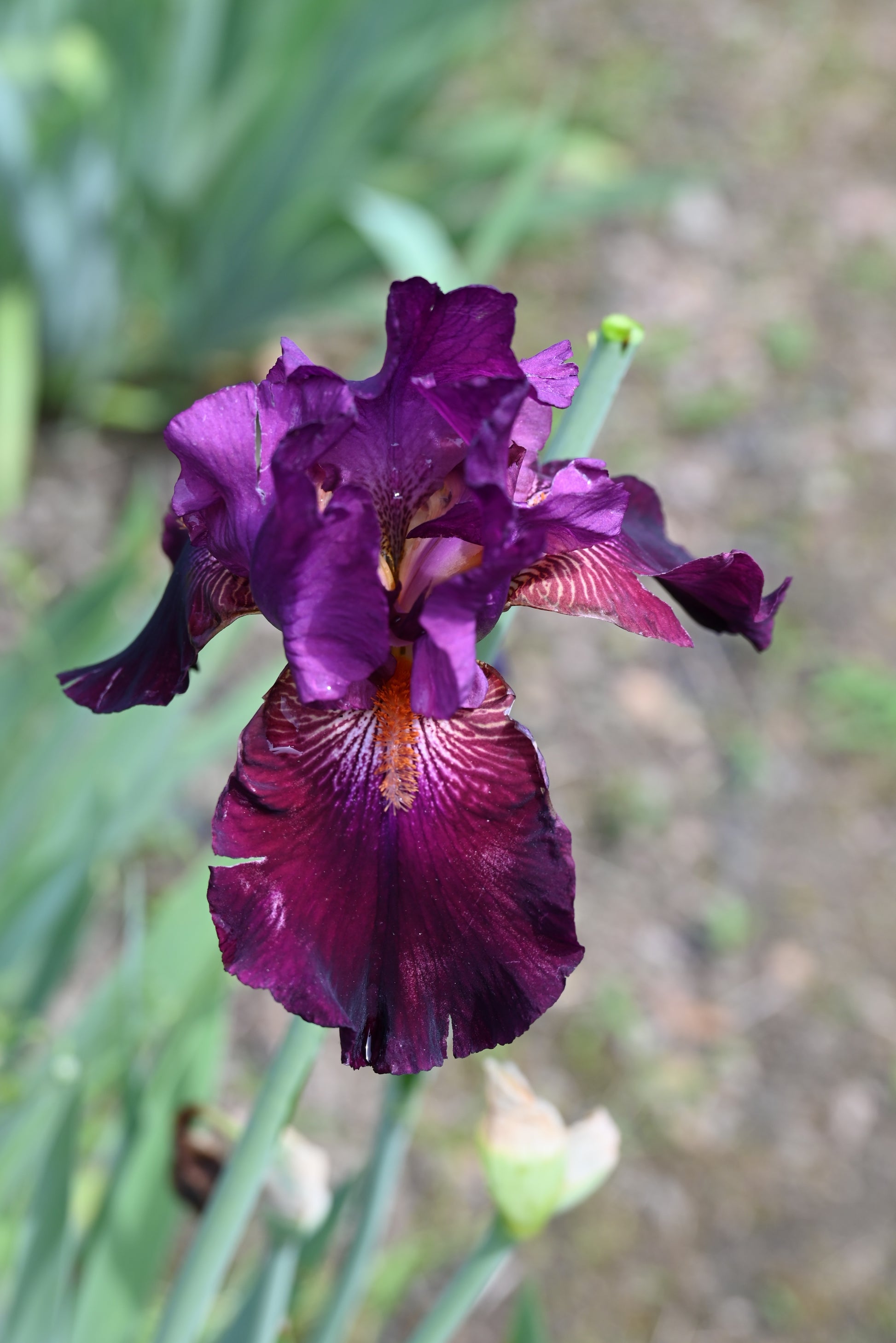 The flower Evening In Paris - Tall Bearded Iris (TB)