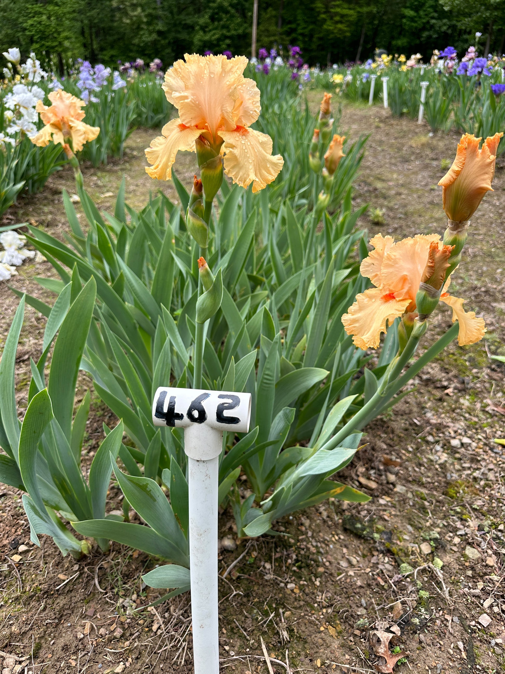 The flower Fiddlesticks - Tall Bearded Iris (TB)