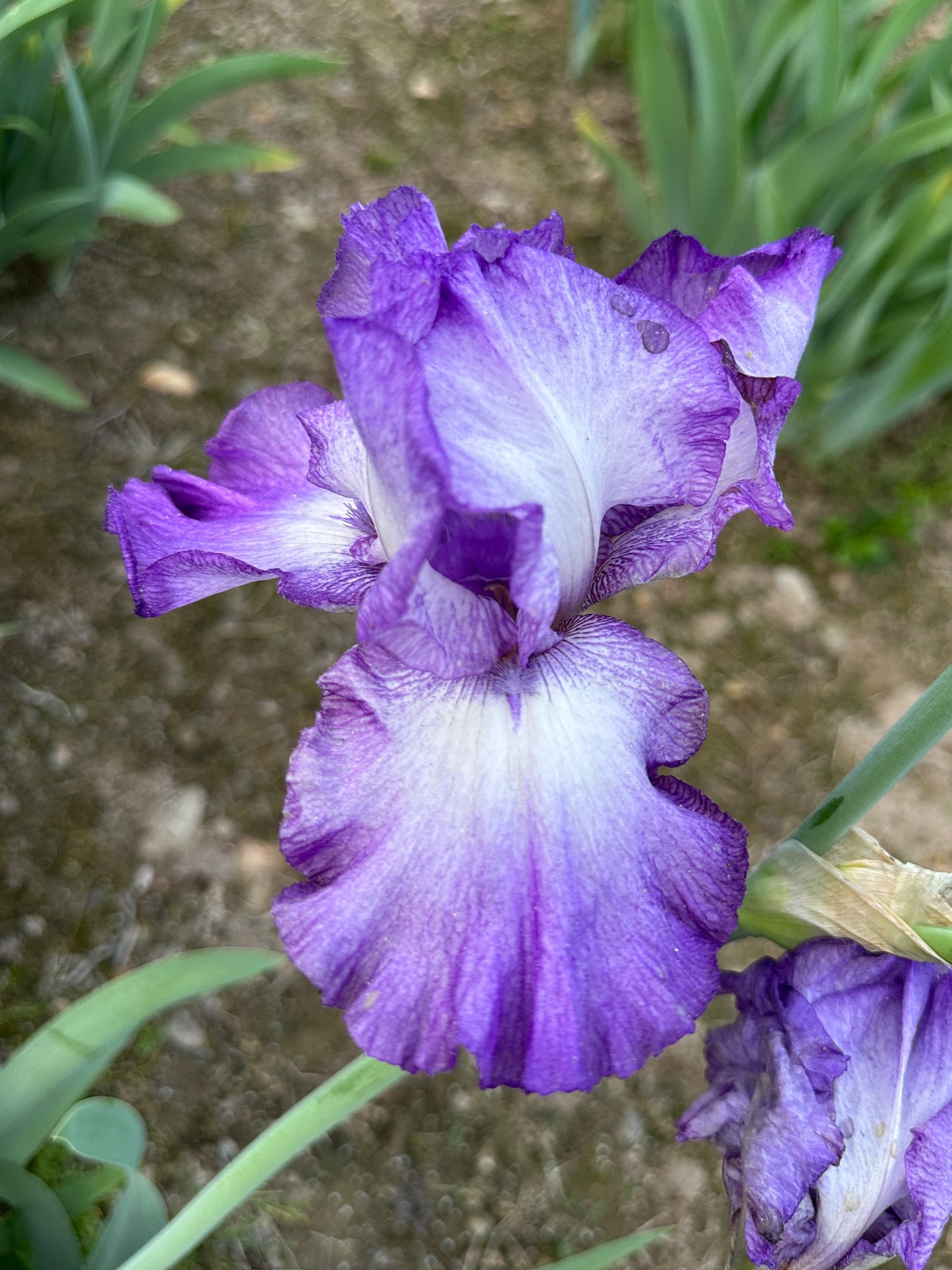 The flower Perfecta - Tall Bearded Iris (TB)