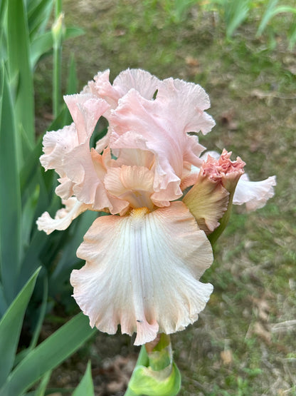 The flower Venus Rising - Tall Bearded Iris (TB)